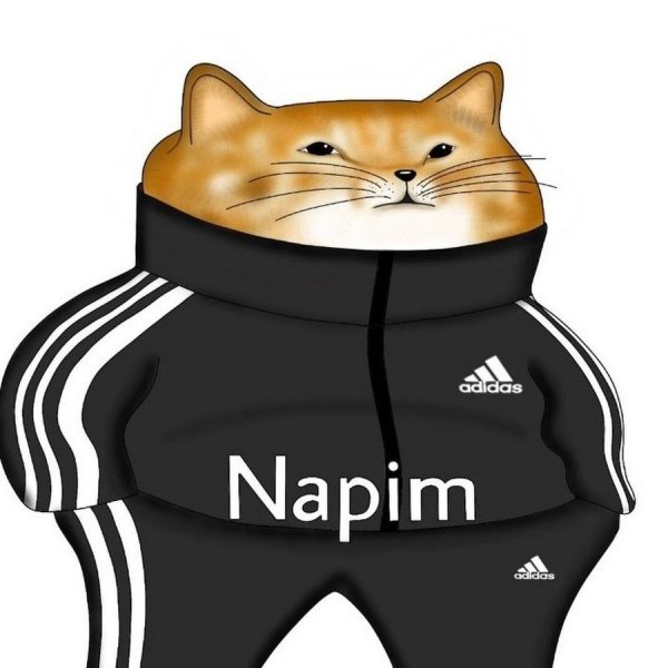 Кот в адидасе для авы