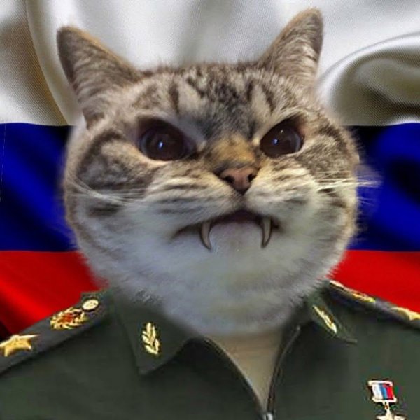 Боевой кот