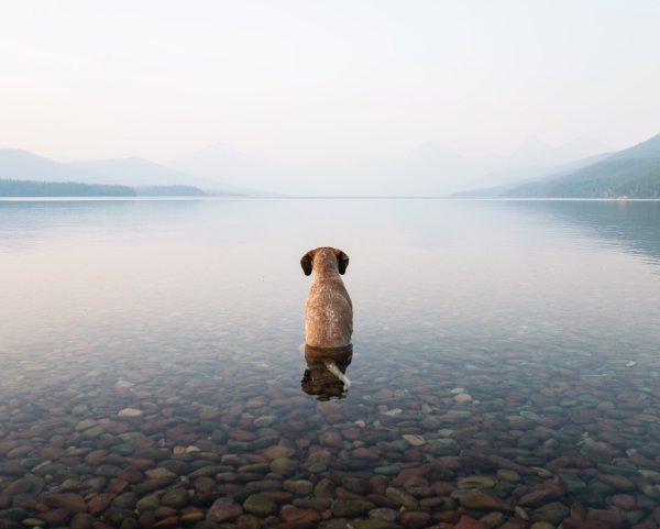 Собака на берегу моря