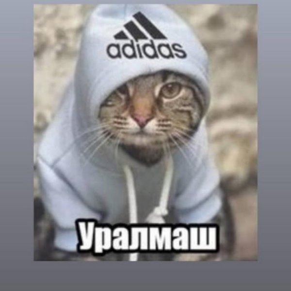 Кот в adidas