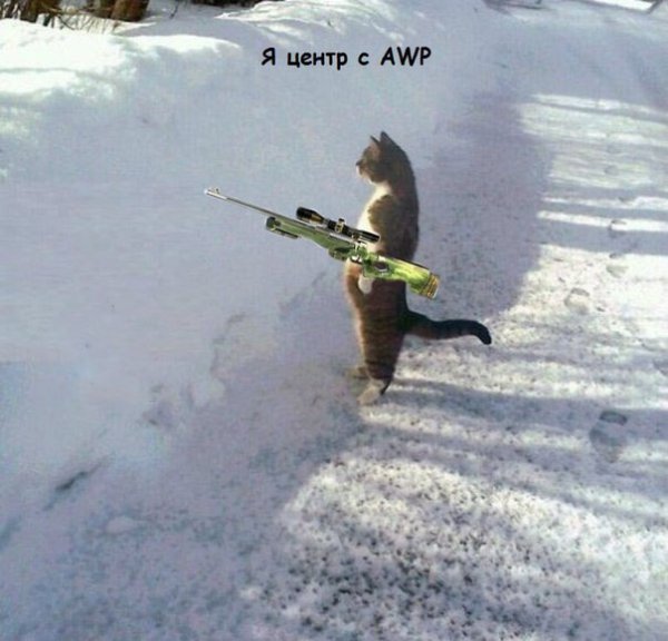 Кот с винтовкой