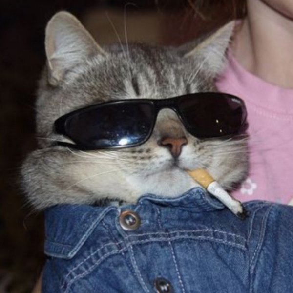 Крутые коты