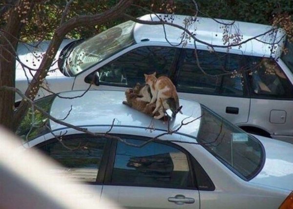 Кот лежит на машине