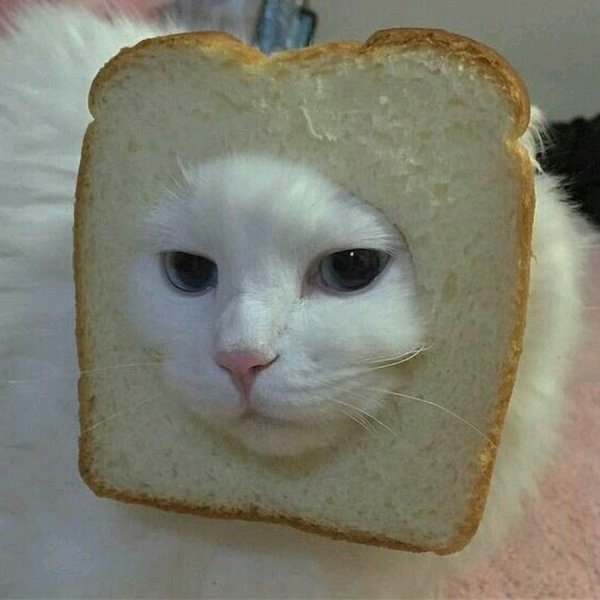 Кот Хлебушек