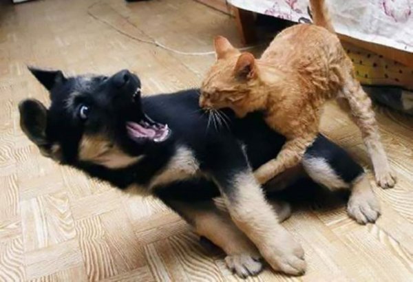 Драка кошки и собаки