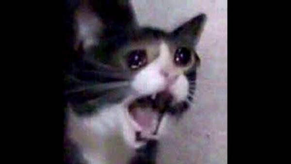 Орущий кот Мем