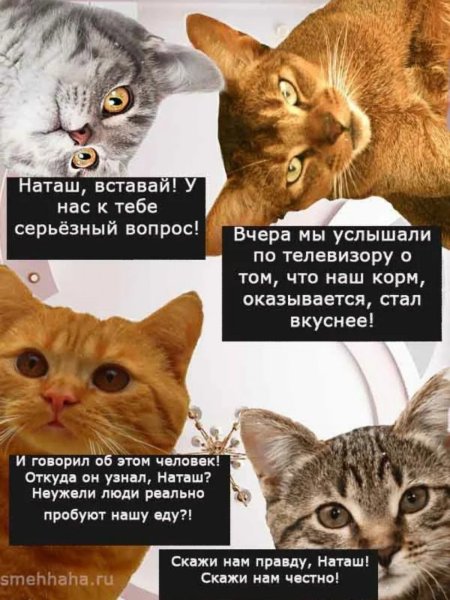 Коты мемы