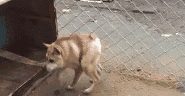 Немецкая овчарка Квазимодо