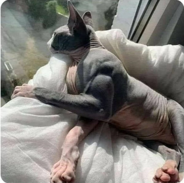 Канадский сфинкс Ориентал