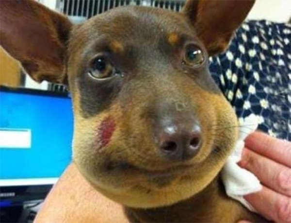 Собачка покусанная пчёлами