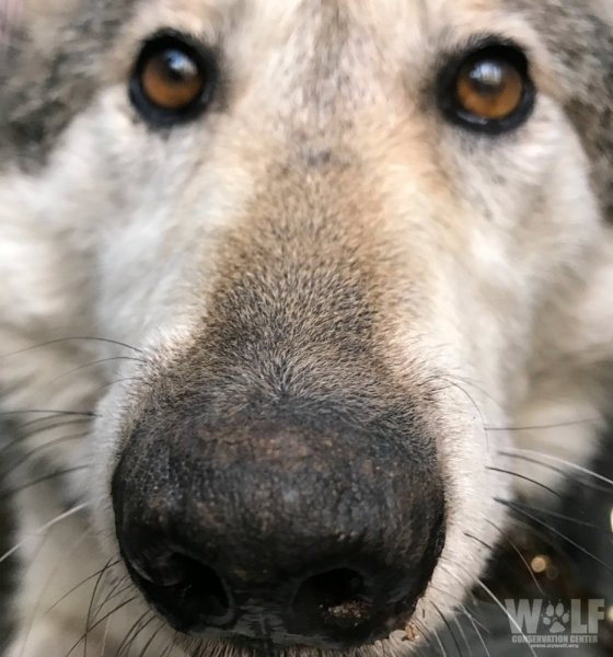 Волк с длинной мордой