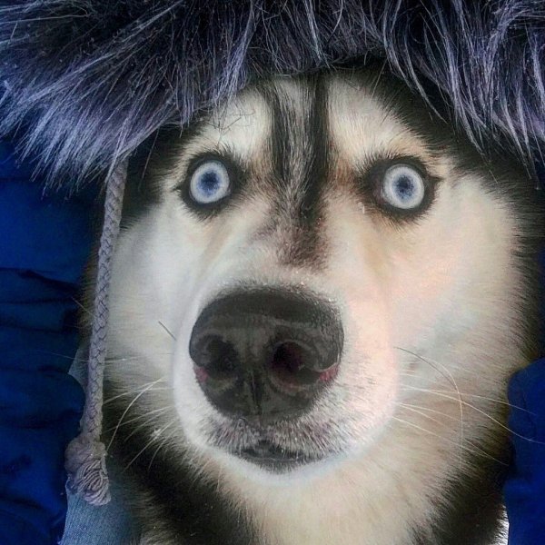 Собака удивляка хаски