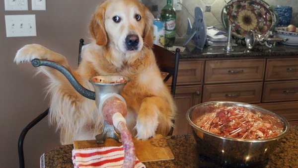 Собака ест котлету