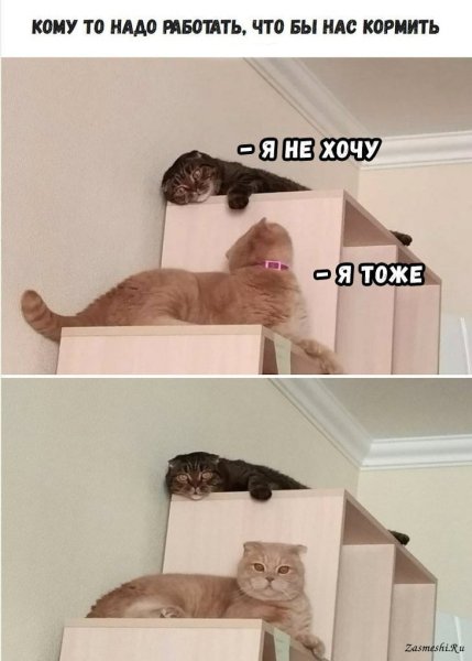 Мемы с котиками