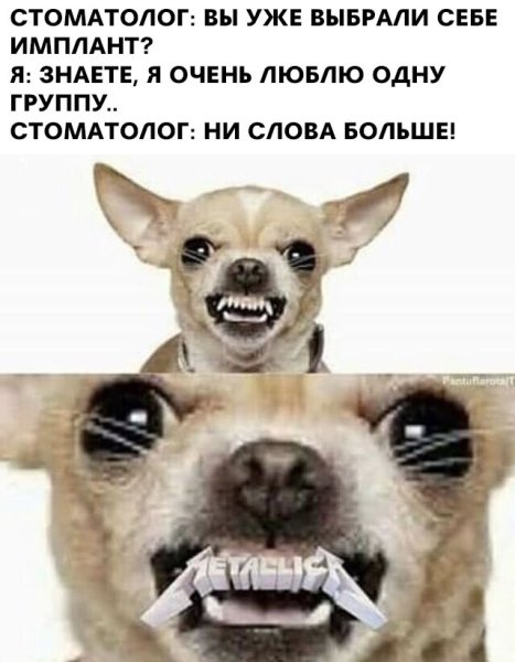 Собака гавкает чихуахуа