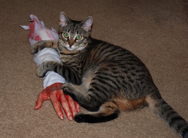 Кот царапает