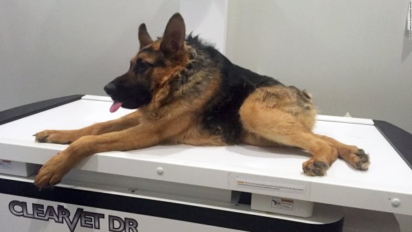 Собака Квазимодо с коротким позвоночником