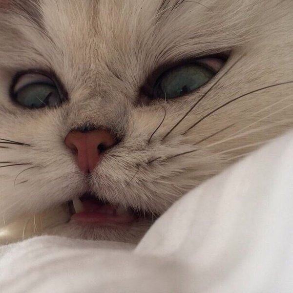 Милые котики