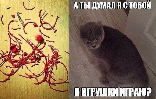 Месть кота Мем