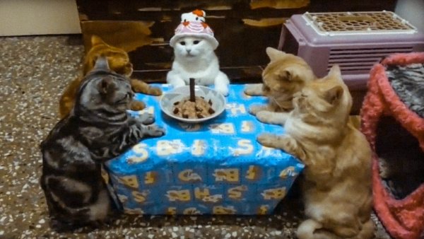 Торт с котом