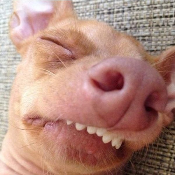 Смешные морды собак