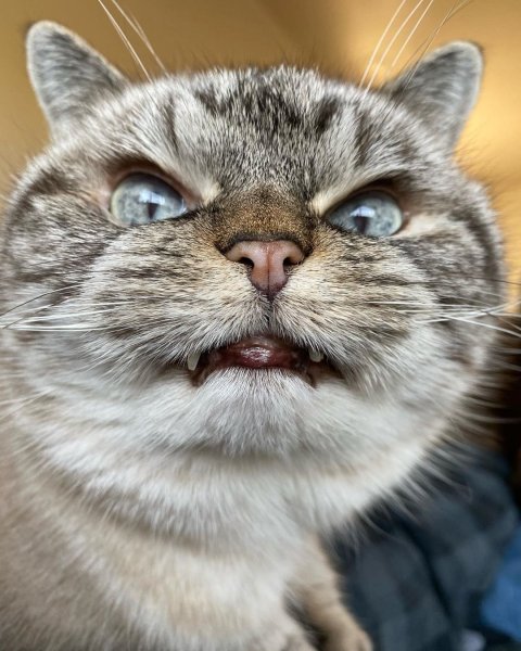 Недовольный кот