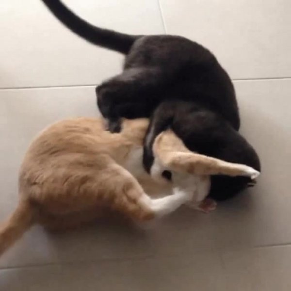 Котята дерутся