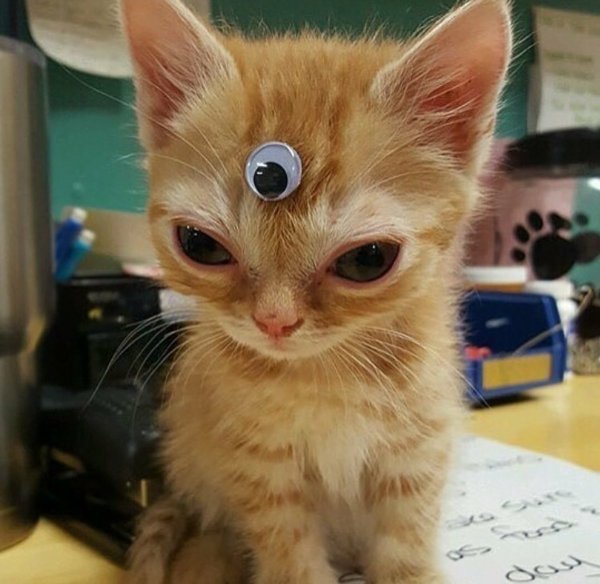 Угарные котята