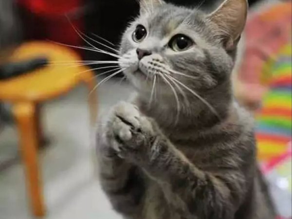 Котенок выпрашивает