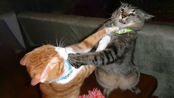 Кот бьет другого кота