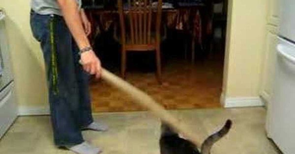 Наказание кота