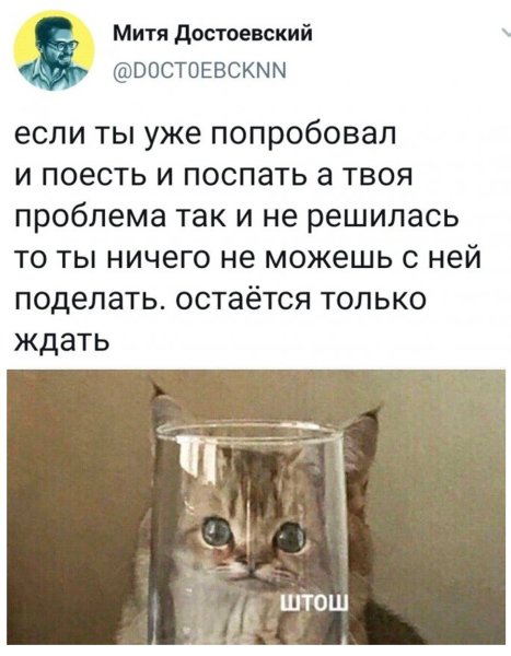 Штош кот