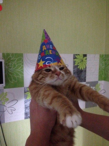 Кот в колпачке