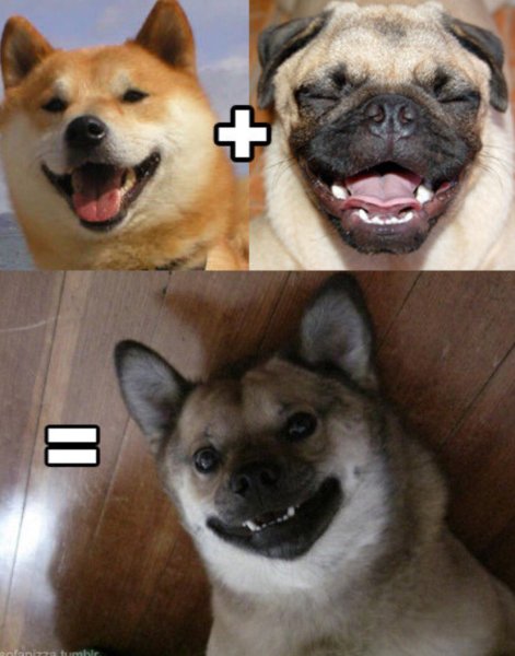 Мопс и сиба ину