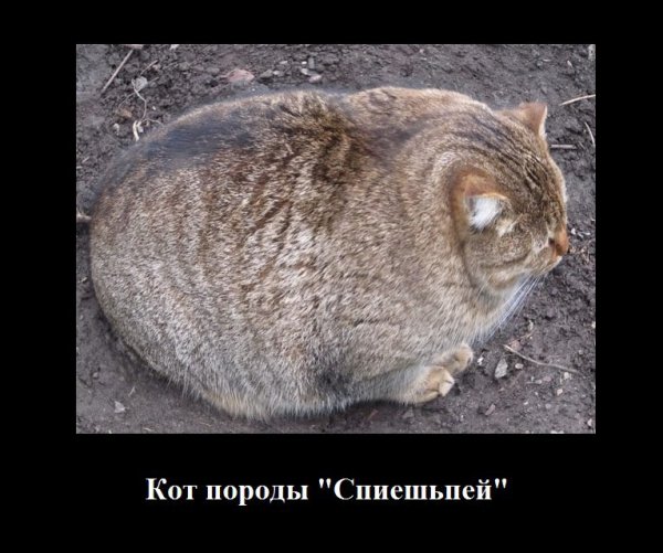 Я обязательно выжиживу