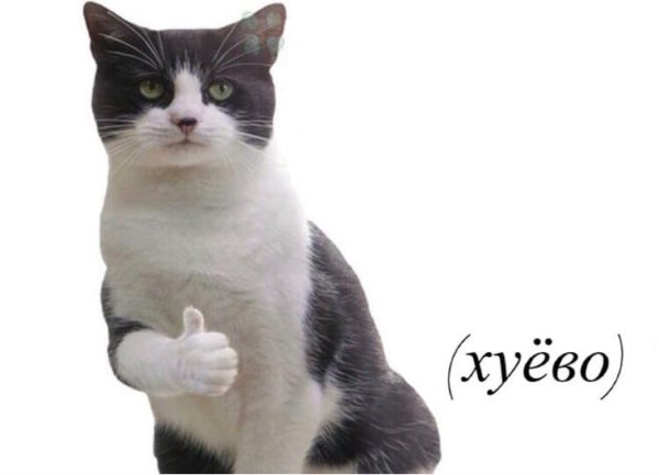 Кот показывает палец вверх