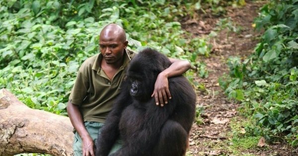 Человек похожий на гориллу