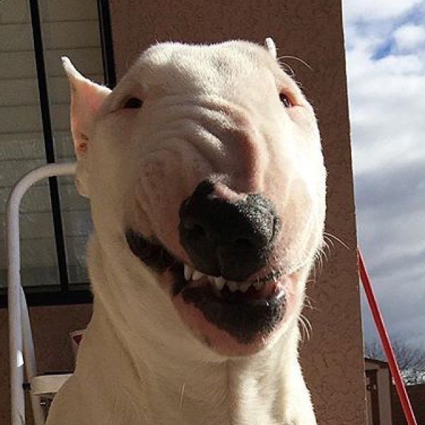 Бультерьер анфас