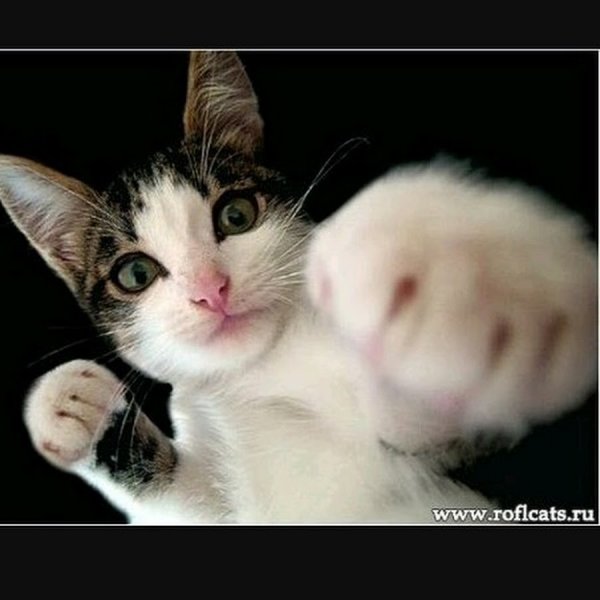 Котик с кулачками