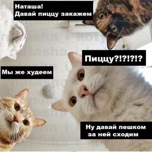 Мемы с котиками