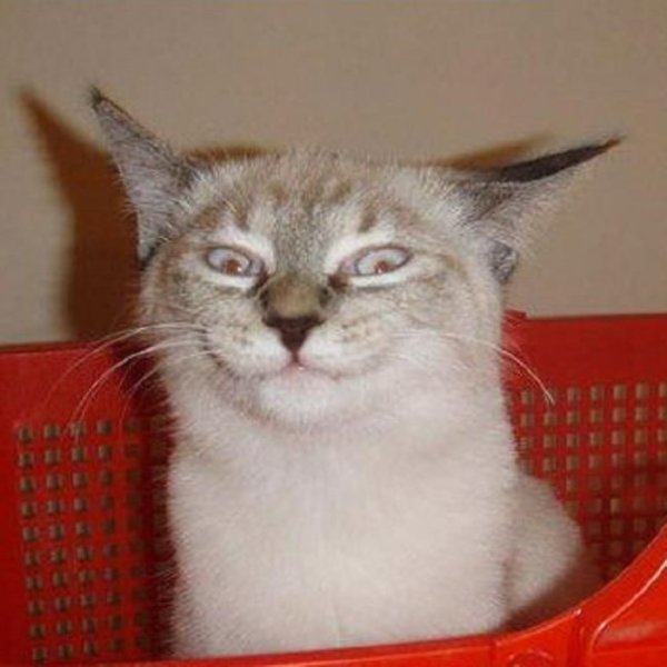 Хитрые коты