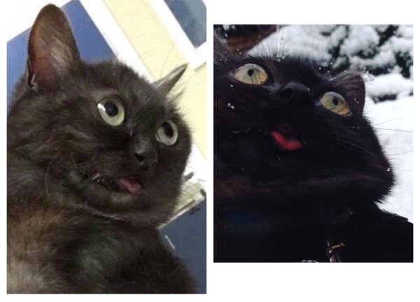 Кот Мем