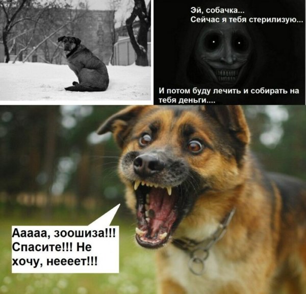 Шутки про зоозащитников