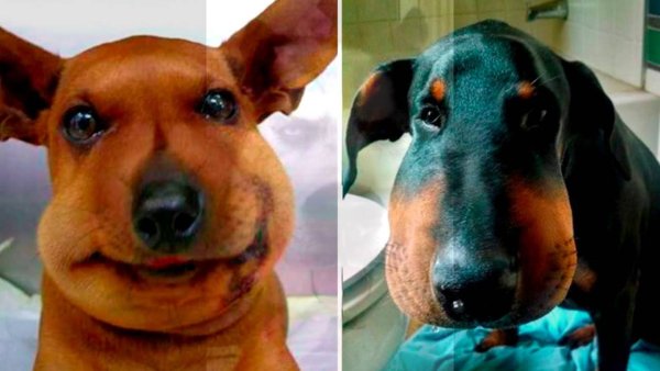 Ужаленная собака