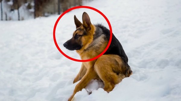 Овчарка Квазимодо