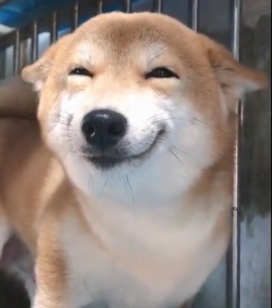 Собака улыбается