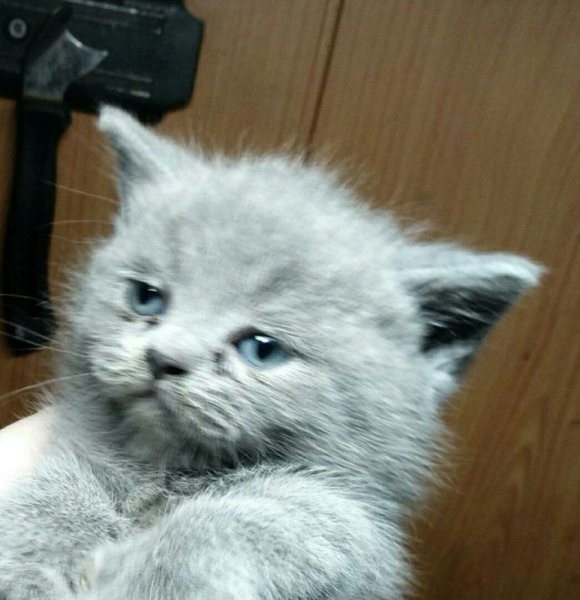 Милый котик всратый