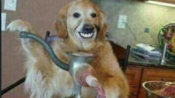 Пес улыбается Мем