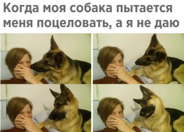 Мемы с собаками