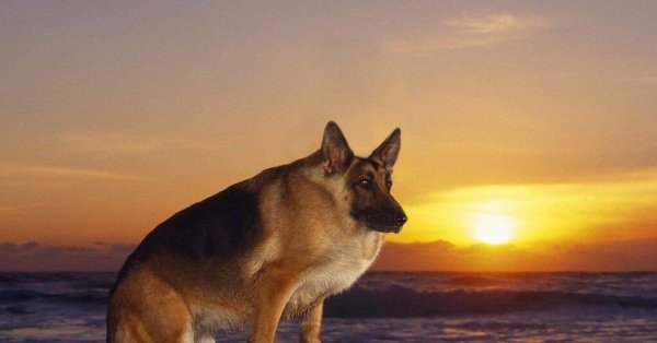 Немецкая овчарка Квазимодо